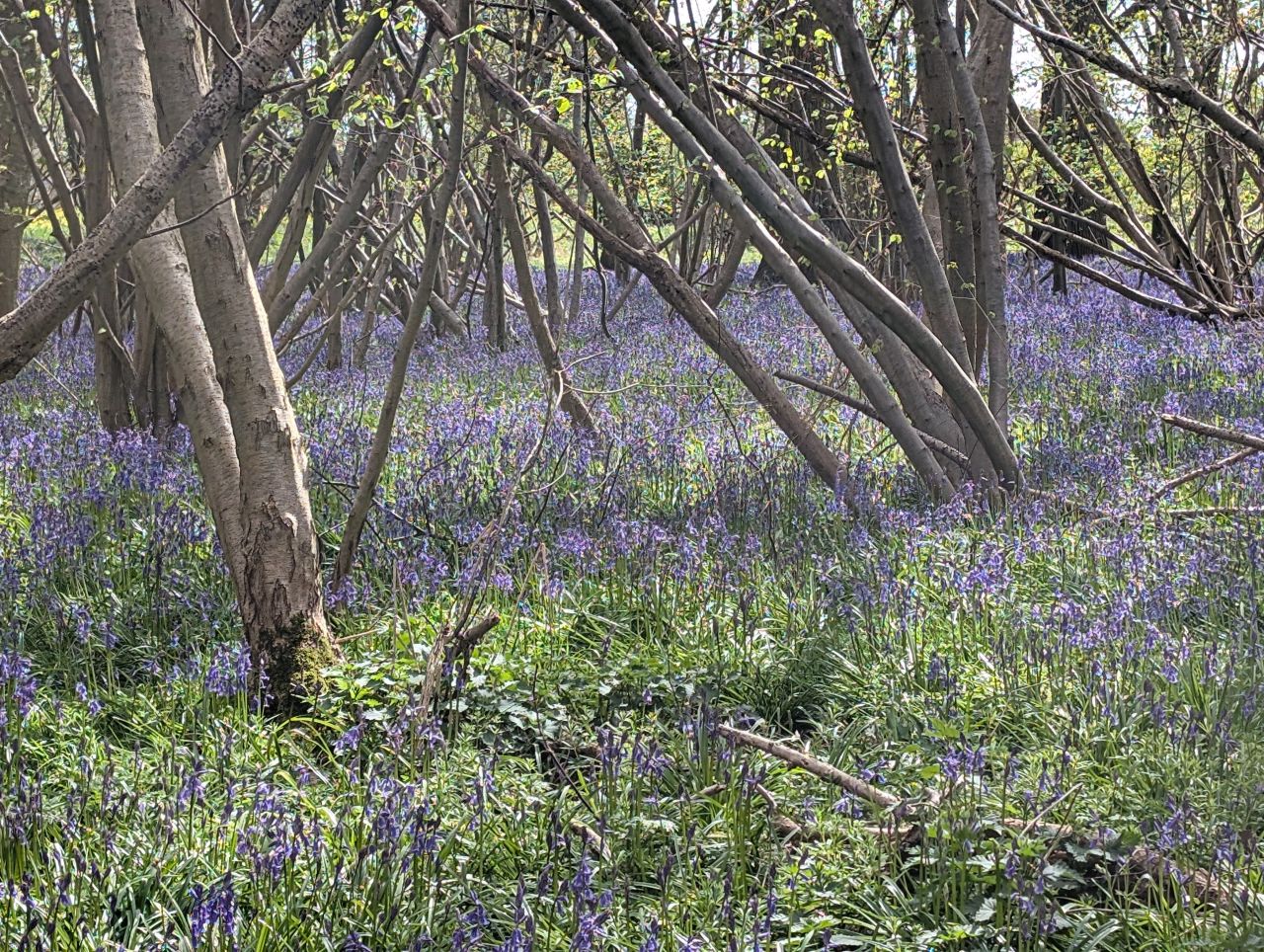 2026-04-12 19 Haddiscoe and Toft Monks.jpg